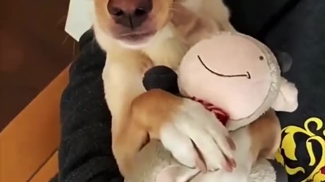 Dog funny collection, make people laugh belly