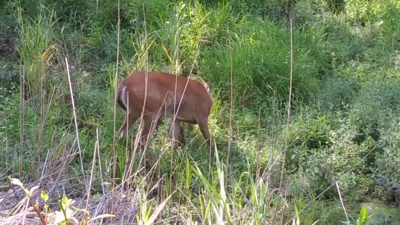 Whitetail Deer Buck Velvet