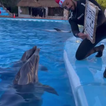 funny|prank|jokes|funny jokes|dad jokes|funny memes|funny video|fun|laughing|funny animal|knock