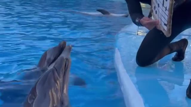 funny|prank|jokes|funny jokes|dad jokes|funny memes|funny video|fun|laughing|funny animal|knock