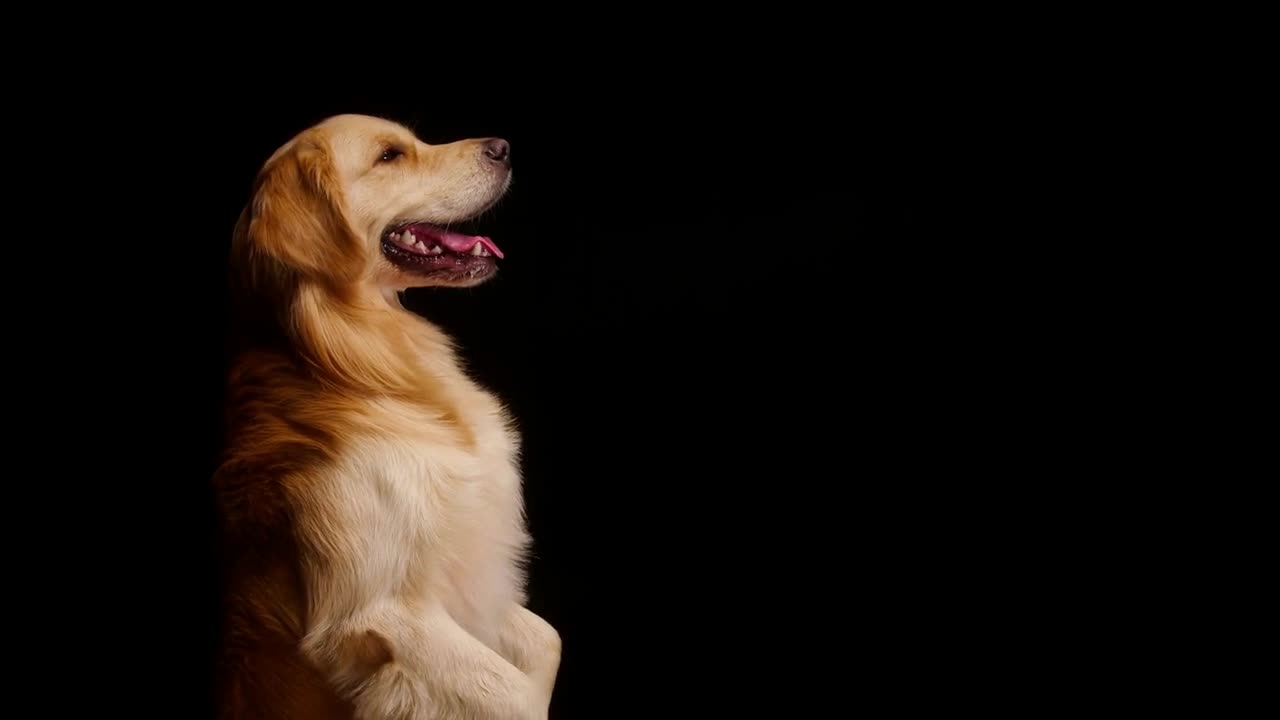 Golden retriever standing on back legs on black background, gold labrador dog performing a command