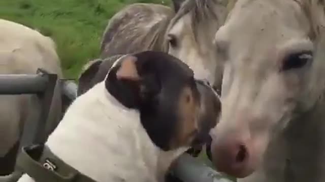 Give me kisses ... !!