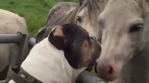 Give me kisses ... !!