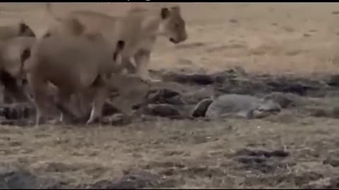 15 Most Terrifying Moments when Crocodiles and lions fight for prey