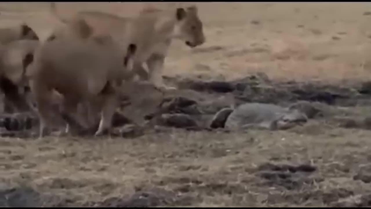 15 Most Terrifying Moments when Crocodiles and lions fight for prey