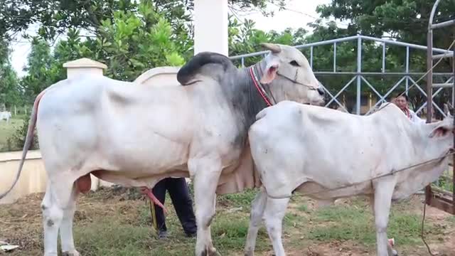 Amazing Big Cow Man Meeting | How Cow Breeding