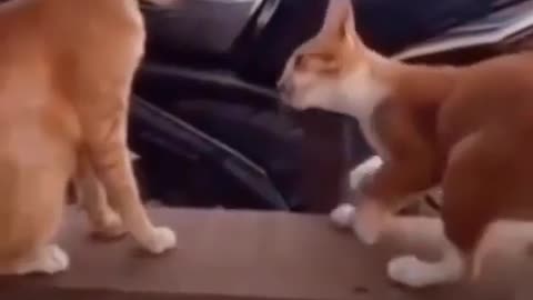 Funny cat 🐈 & cute cat 😸