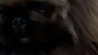 🔥Funniest Dogs will make you laugh all day long | Instagram Reels and Tiktok Videos | Desi animals 🔥