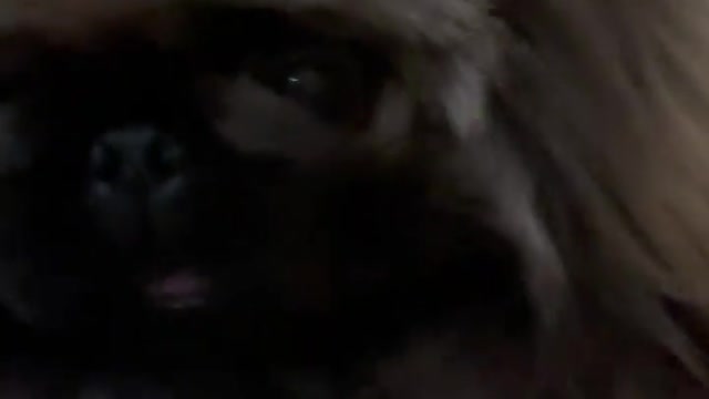 🔥Funniest Dogs will make you laugh all day long | Instagram Reels and Tiktok Videos | Desi animals 🔥
