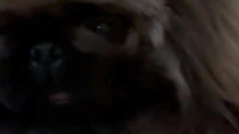 🔥Funniest Dogs will make you laugh all day long | Instagram Reels and Tiktok Videos | Desi animals 🔥