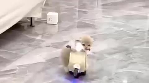 Funny animal's video