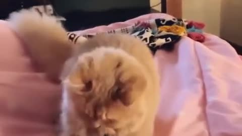 Cat playing for boys and girl