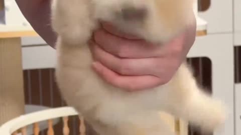 Cute cat video