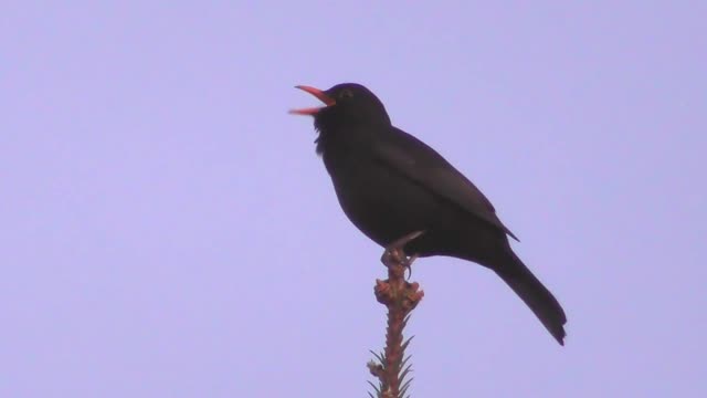 A black bird sings in a very beautiful voice on a branch high in the sky