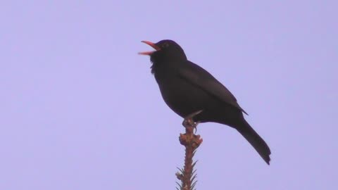 A black bird sings in a very beautiful voice on a branch high in the sky