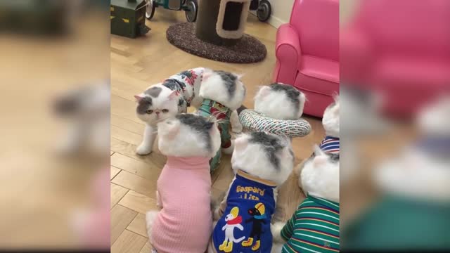 Baby Cats Cute and Funny Baby Cat Videos Compilation
