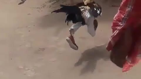 Chicken sport