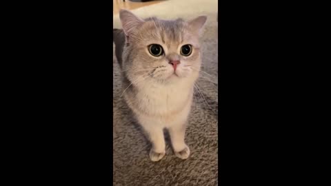 funny animal videos|cute animal videos|dog and cat funny videos|hilarious pet videos|funny videos