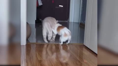 Funny Dog and Cat