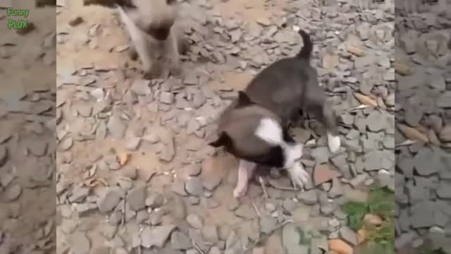 Puppies and Kittens Best Friends Compilation