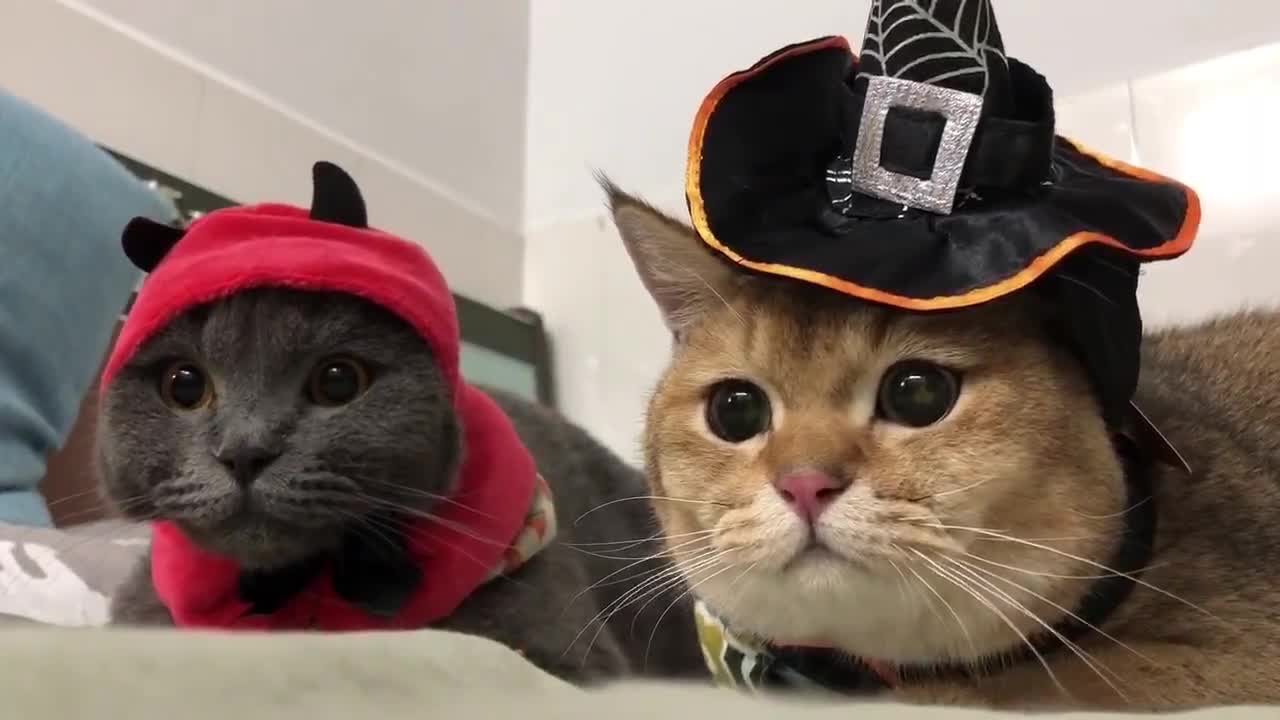 The cat looks at you in the dark, with the eyes of the moon.