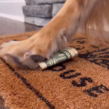 My dog tried to sell his house!