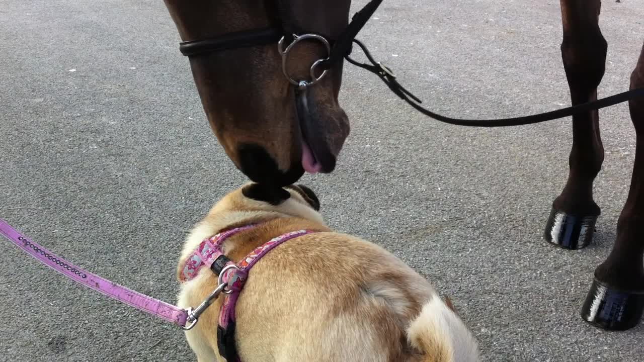 Horse instantly befriends pug by licking her face