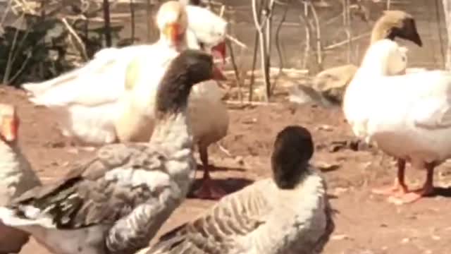 What’s good for the goose, is good for the gander.