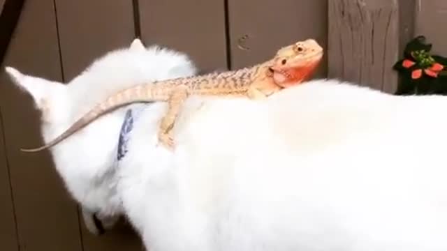 Dragon going on a cruise 😎