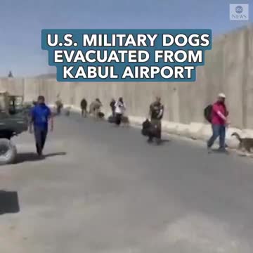 US mitary dogs evacuated from Kabul.
