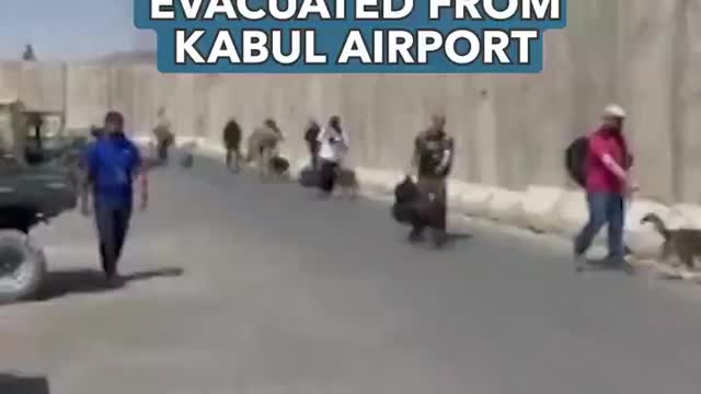 US mitary dogs evacuated from Kabul.