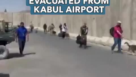 US mitary dogs evacuated from Kabul.