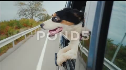 Funny animal