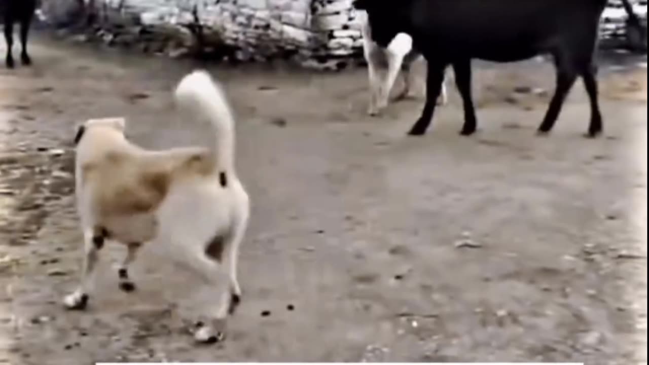 Funny video that u need to watching