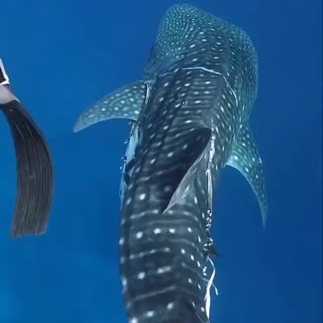 Fish world working New video