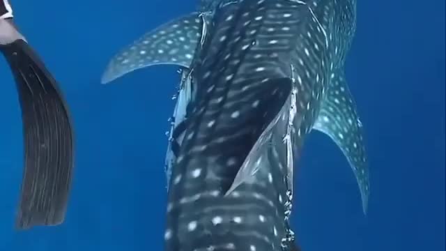 Fish world working New video