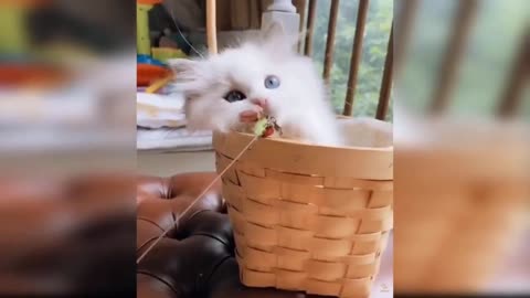 Funny cat videos 😂