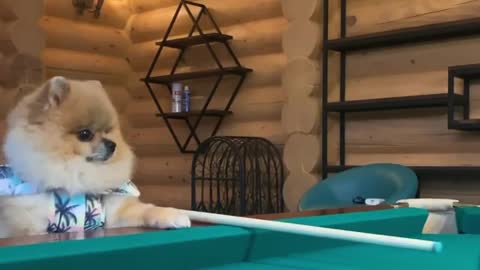 Snooker master |funny dog vedios