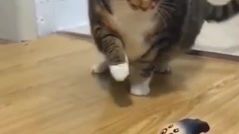 Funny Cat reaction