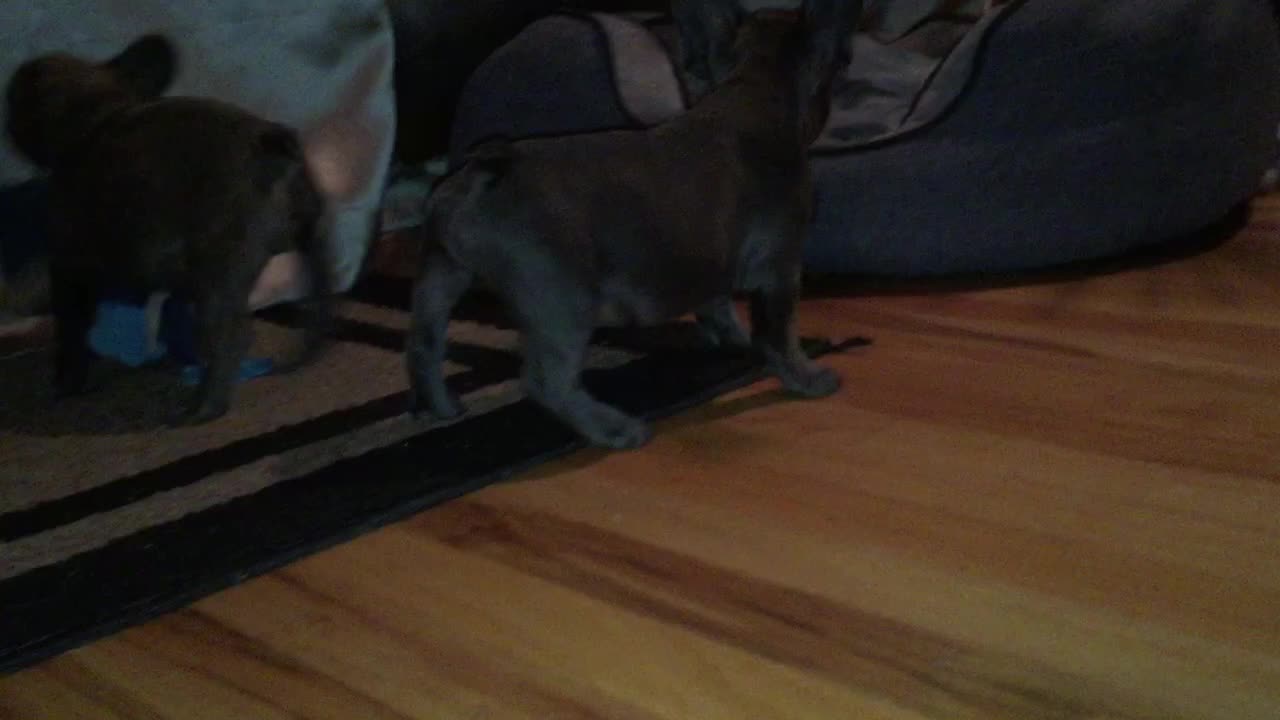 French bulldog puppy's playing!! so cute!!