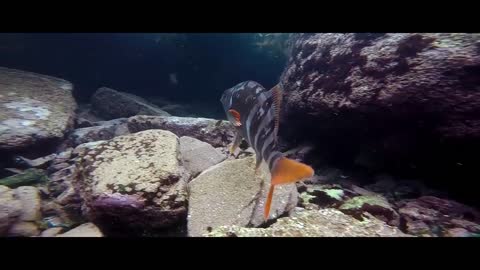 Fish aquarium under water