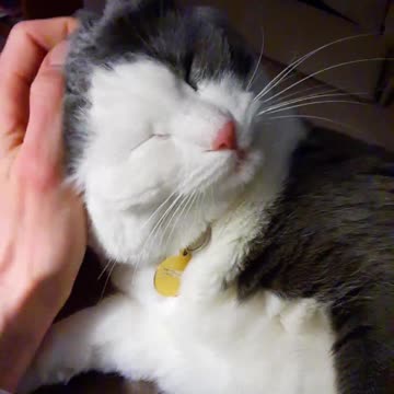 Luna Cat Loves Head Scratches!