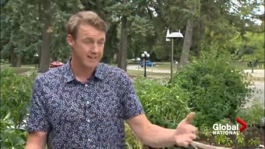 Extreme heat warnings across Canada raising medical risks--1