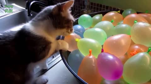 Funny Cats vs Balloons Compilation 2014 NEW HD