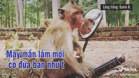 Khỉ soi gương
