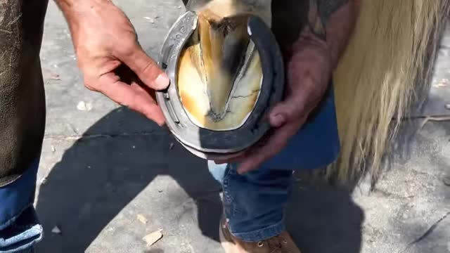 Satisfying farrier hoof restoration!
