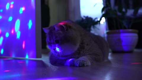 DANCE CAT