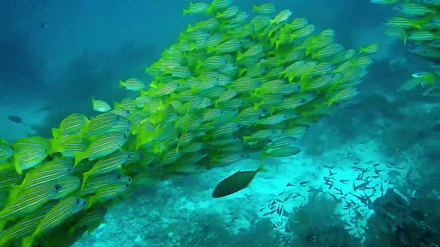 Fish animals