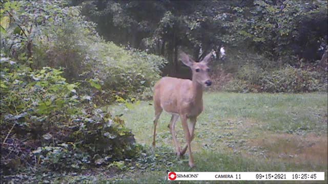Backyard Trail Cam - Doe