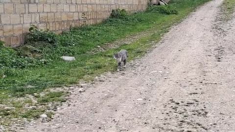 The female cat is calling the male cat.
